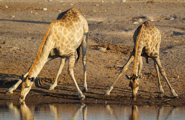 Південноафриканські Жирафи Giraffa Camelopardalis Giraffa Дві Жінки Ють Вододілі Вечірнє — стокове фото