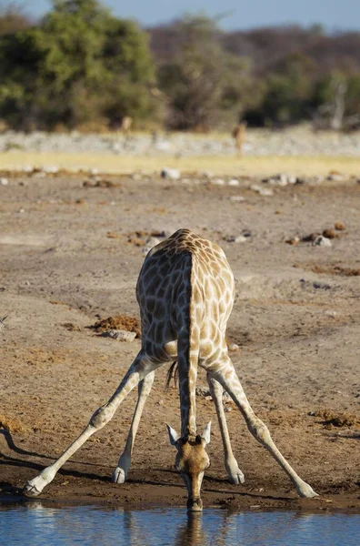 南アフリカキリン Giraffa Camelopardalis Giraffa アフリカ ナミビアのエトーシャ国立公園の水飲み場で飲む女性 — ストック写真