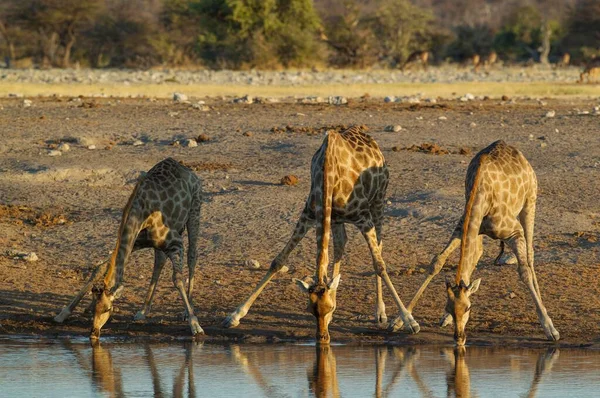 남아프리카 공화국 Giraffa Camelopardalis Raffa 물웅덩이에서 마시고 마리의 아프리카 비아의에 — 스톡 사진
