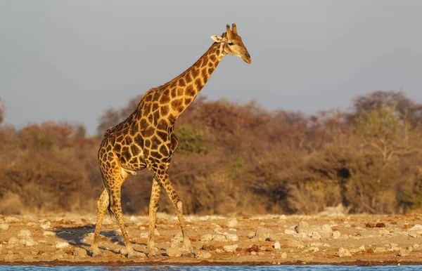 남아프리카 공화국 Giraffa Camelopardalis Raffa 물웅덩이에서 아프리카 비아의에 — 스톡 사진
