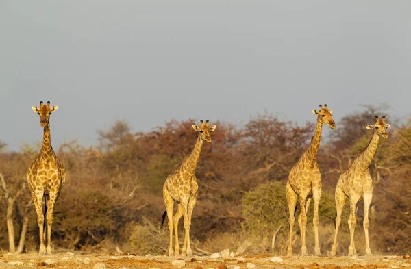 Giraffe Sudafricane Giraffa Camelopardalis Giraffa Gruppo Femmine Avvicinamento Alla Pozza — Foto Stock