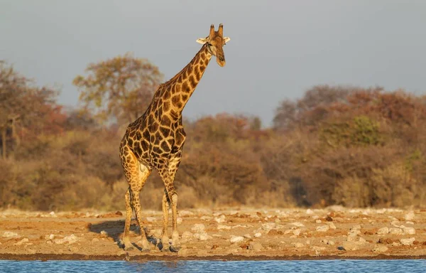 Dél Afrikai Zsiráf Giraffa Camelopardalis Zsiráf Jóképű Férfi Víznyelőnél Esti — Stock Fotó