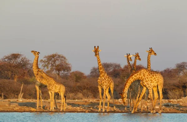 Dél Afrikai Zsiráfok Giraffa Camelopardalis Giraffa Találkozója Víznyelőnél Esti Fény — Stock Fotó