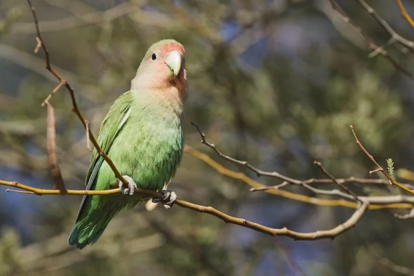 Rosy Face Lovebird Agapornis Roseicollis Adult South East Namibia — стоковое фото