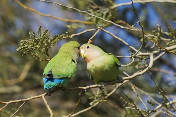 Tortelduifjes Agapornis Roseicollis Twee Jonge Exemplaren Zuidoost Namibië — Stockfoto