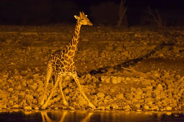 Νοτιοαφρικανική Καμηλοπάρδαλη Giraffa Camelopardalis Giraffa Αρσενικό Πλημμυρισμένο Νερόλακκο Του Okaukuejo — Φωτογραφία Αρχείου