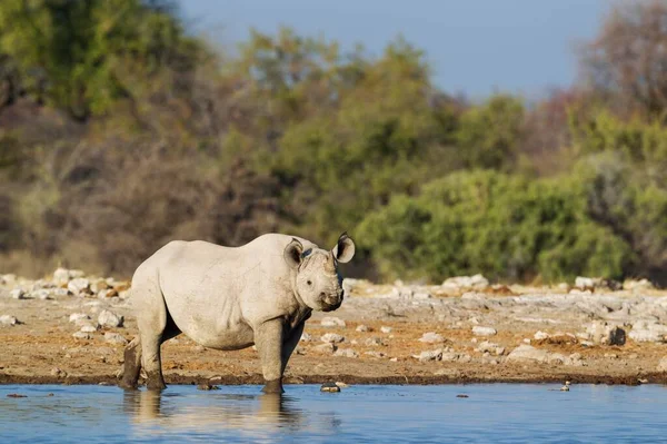 Nosorożec Czarny Lub Rhinoceros Diceros Bicornis Samiec Przy Wodopoju Park — Zdjęcie stockowe