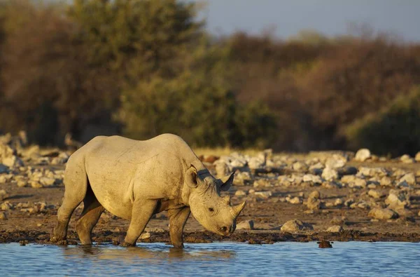 Rinoceronte Preto Rinoceronte Barbatana Diceros Bicornis Macho Buraco Água Luz — Fotografia de Stock