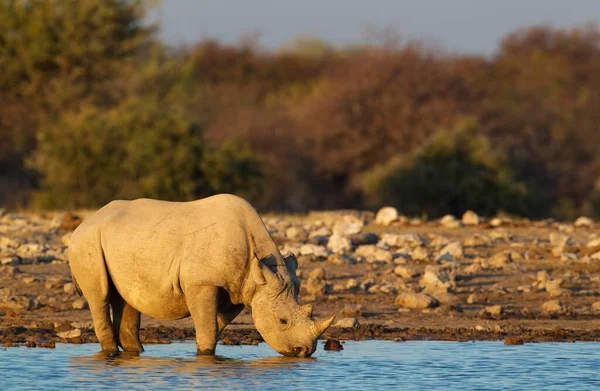 Black Rhinoceros Hook Lipped Rhinoceros Diceros Bicornis Male Drinking Waterhole — Stock Photo, Image