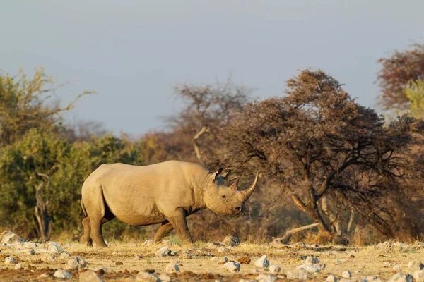 Spitzmaulnashorn Oder Spitzmaulnashorn Diceros Bicornis Weibchen Der Nähe Von Wasserlöchern — Stockfoto