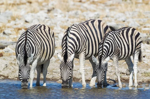 Zebras Burchell Equus Quagga Burchellii Bebendo Waterhole Etosha National Park — Fotografia de Stock