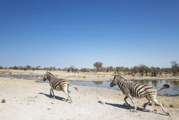 Burchell Zebras Equus Quagga Burchellii Auf Dem Weg Zum Wasserloch — Stockfoto