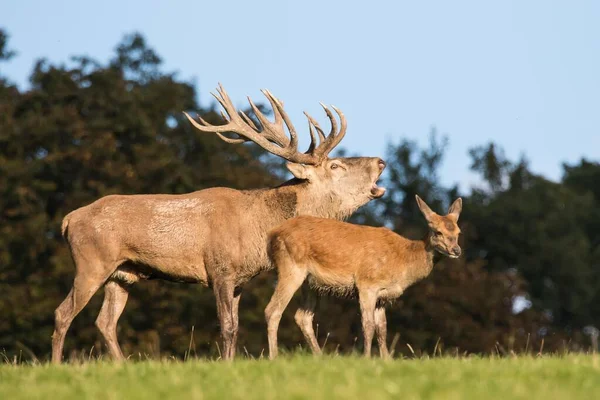 Roaring Red Deer Cervus Elaphus Venison Lower Saxony Germany Europe — Stock Photo, Image