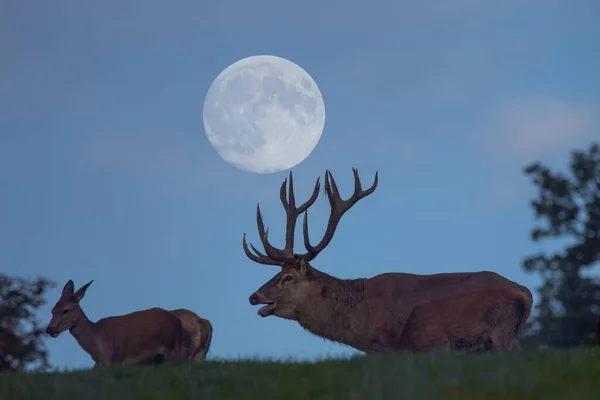 Rut Kızıl Geyik Cervus Elaphus Alacakaranlıkta Dolunay Aşağı Saksonya Almanya — Stok fotoğraf