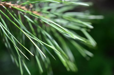 Ladin Çam ağacı closeup toned ormanındaki yeşil fışkın