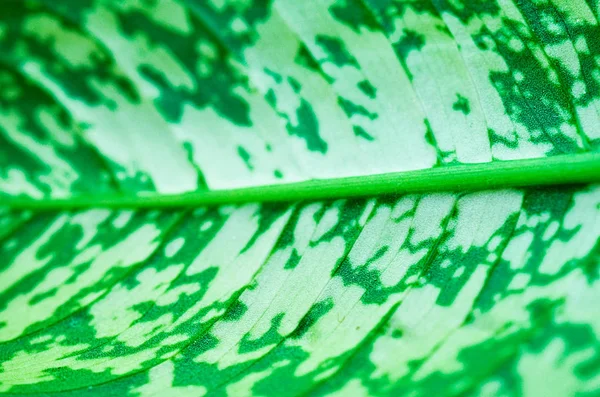 Dieffenbachia 식물의 가까이 — 스톡 사진