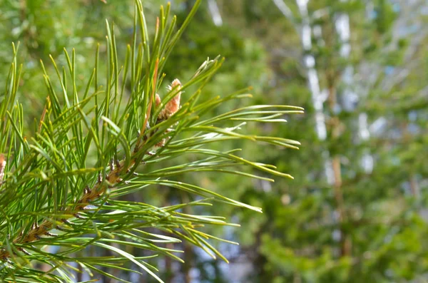 Zielony Listek Świerk Sosna Zbliżenie Drzewa Lesie — Zdjęcie stockowe