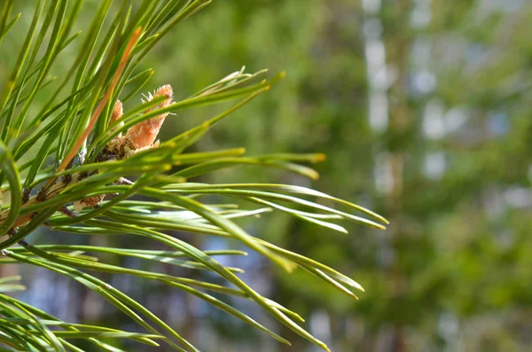 スプルース パイン ツリー クローズ アップ森の中の緑の小枝 — ストック写真