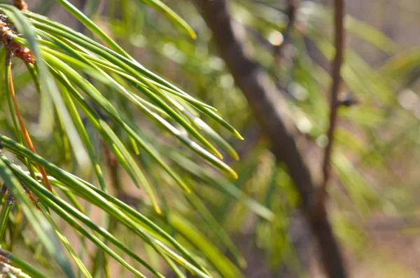 Πράσινο Κλαδάκι Closeup Δέντρο Spruce Pine Στο Δάσος — Φωτογραφία Αρχείου