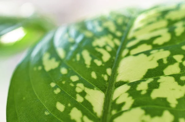 Dieffenbachia 식물의 가까이 — 스톡 사진