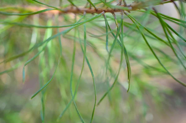 Πράσινο Κλαδάκι Closeup Δέντρο Spruce Pine Στο Δάσος — Φωτογραφία Αρχείου