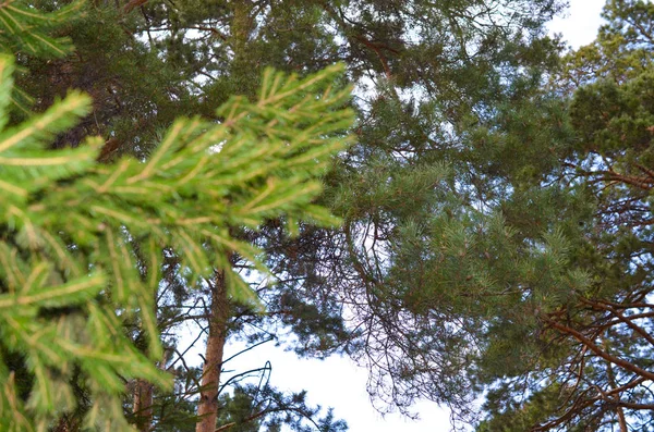 Branche Verte Épinette Pin Gros Plan Dans Forêt — Photo