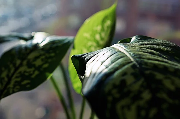 Frunze Verzi Plante Dieffenbachia Aproape Tonifiat — Fotografie, imagine de stoc