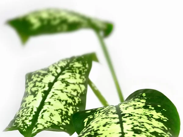 Feuilles Vertes Diffenbachia Plante Sur Fond Blanc Tonique — Photo