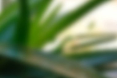 Soyut Yeşil sarı beyaz renkli doku odak arka plan bulanık. Duvar kağıdı olarak veya webdesign için kullanılabilir.