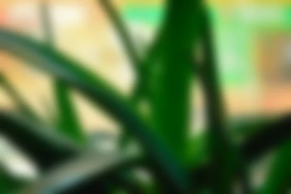 Абстрактний Зелений Білий Барвистий Розмитий Фон Текстури Поза Фокусом Може — стокове фото