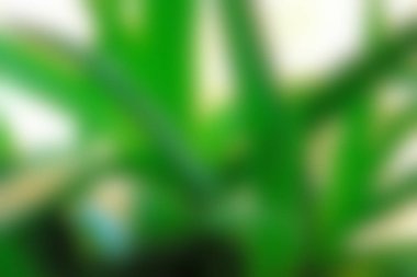 Soyut Yeşil beyaz renkli doku odak arka plan bulanık. Duvar kağıdı olarak veya webdesign için kullanılabilir.