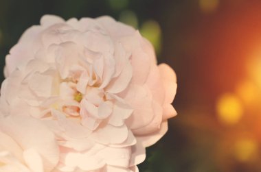 Renkli zemin. Gül çiçek buketi arka plan. Tonda çiçek kompozisyon