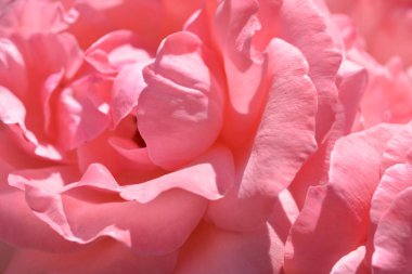 Renkli zemin. Gül çiçek buketi arka plan. Tonda çiçek kompozisyon