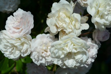 Renkli zemin. Gül çiçek buketi arka plan. Tonda çiçek kompozisyon