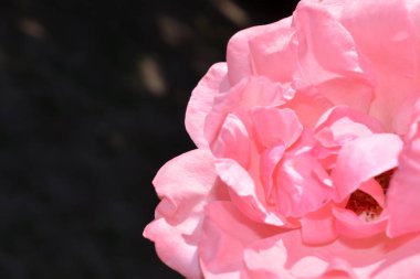 Renkli zemin. Gül çiçek buketi arka plan. Tonda çiçek kompozisyon