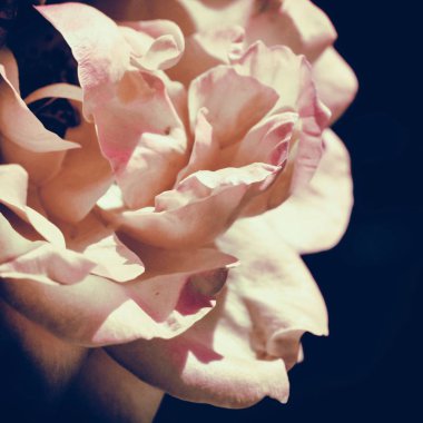 Renkli zemin. Gül çiçek buketi arka plan. Tonda çiçek kompozisyon