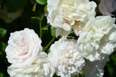 Renkli zemin. Gül çiçek buketi arka plan. Tonda çiçek kompozisyon