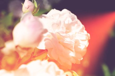 Renkli zemin. Gül çiçek buketi arka plan. Tonda çiçek kompozisyon