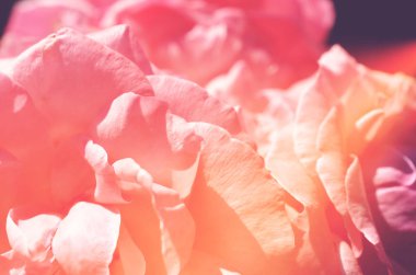 Renkli zemin. Gül çiçek buketi arka plan. Tonda çiçek kompozisyon