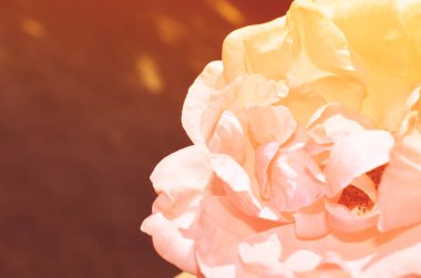 Renkli zemin. Gül çiçek buketi arka plan. Tonda çiçek kompozisyon