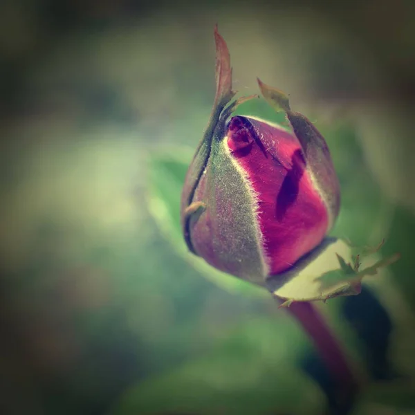 Cenário Colorido Rose Fundo Buquê Flores Composição Floral Tonificada — Fotografia de Stock