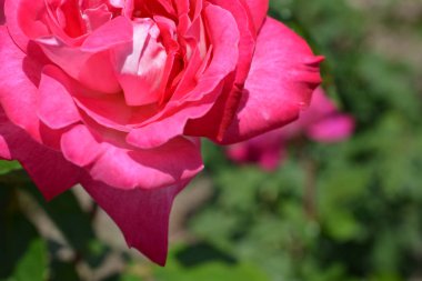 Renkli zemin. Gül çiçek buketi arka plan. Tonda çiçek kompozisyon