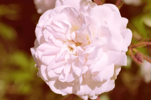 Kolorowe Tło Róża Kwiat Bukiet Tła Kompozycja Kwiatowa Stonowanych — Zdjęcie stockowe