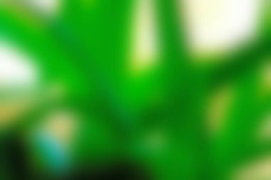 Soyut Yeşil beyaz renkli doku odak arka plan bulanık. Duvar kağıdı olarak veya webdesign için kullanılabilir.