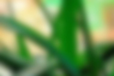 Soyut Yeşil beyaz renkli doku odak arka plan bulanık. Duvar kağıdı olarak veya webdesign için kullanılabilir.