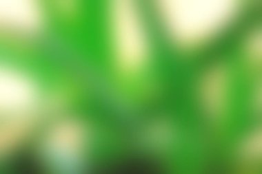 Soyut Yeşil beyaz renkli doku odak arka plan bulanık. Duvar kağıdı olarak veya webdesign için kullanılabilir.