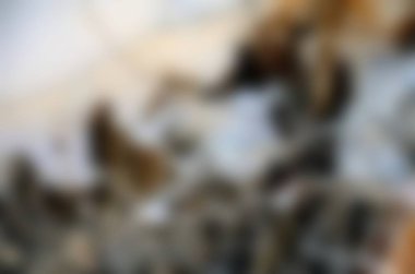 Soyut pastel yumuşak renkli yumuşak dokulu arka plan bulanık kapalı odak çok renkli tonda. Duvar kağıdı olarak veya web tasarımı için kullanılabilir