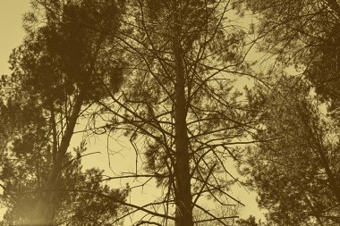 Ağaç çam gökyüzünde bulutlar, tonda ile üst kısımları