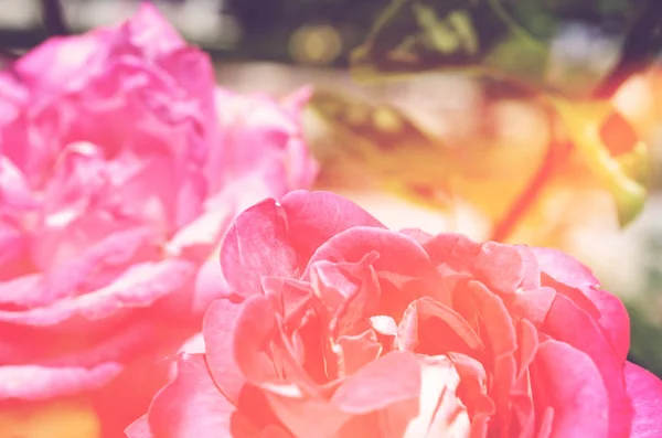 Kleurrijke Achtergrond Roze Bloem Boeket Achtergrond Floral Samenstelling Toned — Stockfoto