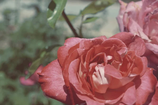 Kleurrijke Achtergrond Roze Bloem Boeket Achtergrond Floral Samenstelling Toned — Stockfoto